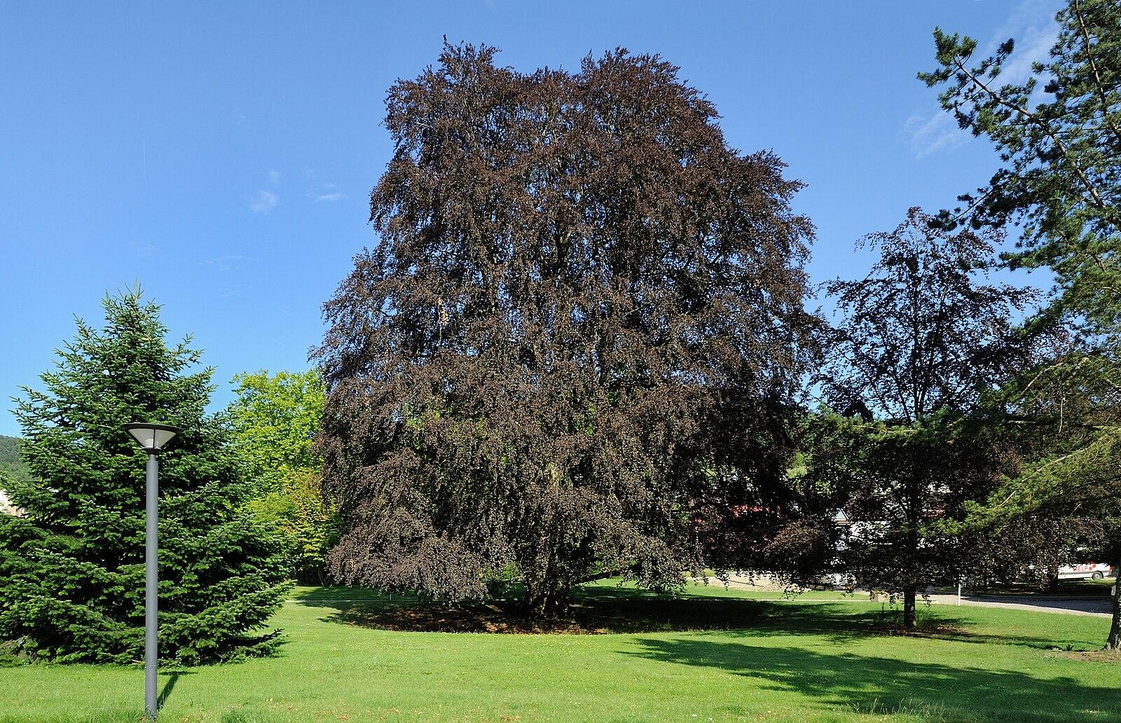 Luxembourg Bofferdange Fagus sylvatica purpurea